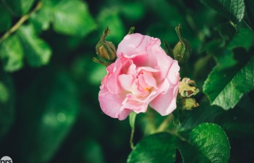 Šī gada kokaugs – smaržlapu roze