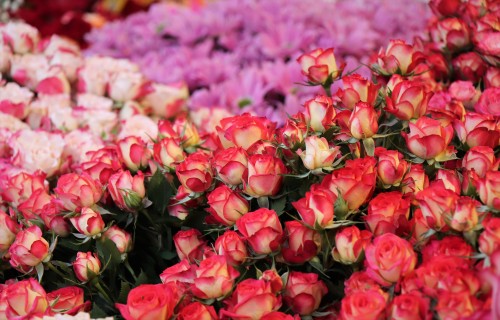 Ziedu cenas gada laikā ir augušas par 25-30%