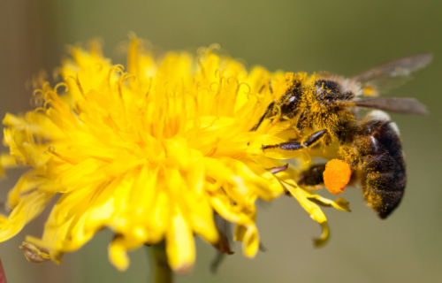 Biškopības vienību apsaimniekošana apputeksnēšanas vajadzībām