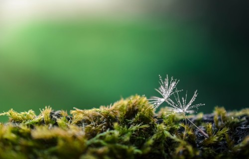 Uzsākts programmas "Apvārsnis Eiropa" pētījums InBestSoil