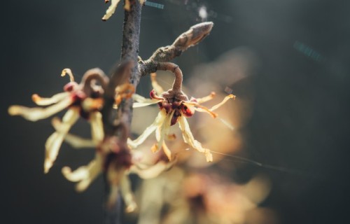 LVM Kalsnavas arborētumā zied burvjulazdas