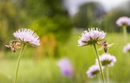 Pētījumā par olbaltumvielu atgūšanu no lauksaimniecības atlikumiem izmantos insektus