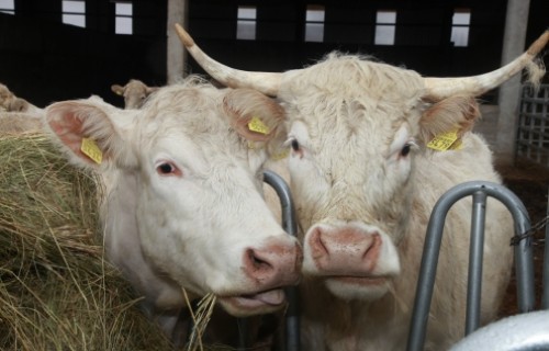 Ēdināšanas ietekme uz dažādu govju genotipu produktivitātes rādītājiem