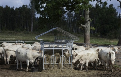 Zīdītājgovju pirmās atnešanās vecuma ietekme uz teļu augšanu, attīstību