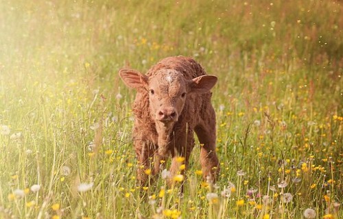 Konference”Inovācijas un jaunākās atziņas veterinārmedicīnā”