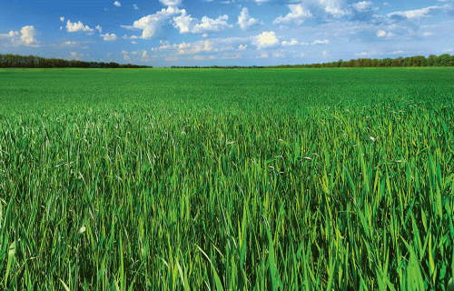 Pamatoti lēmumi herbicīdu izvēlē graudaugiem pavasarī