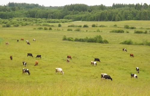 Lauksaimnieki saņems atbalstu par agrovides pasākumiem