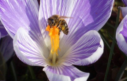 Biškopjiem jauna kārtība valsts un Eiropas Savienības atbalsta saņemšanai