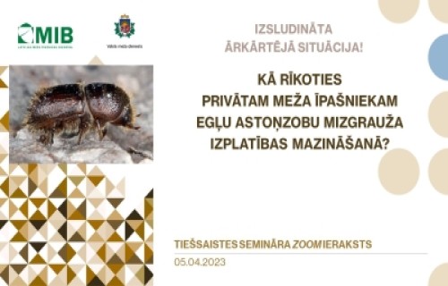 Kā rīkoties privātam meža īpašniekam egļu astoņzobu mizgrauža izplatības mazināšanā