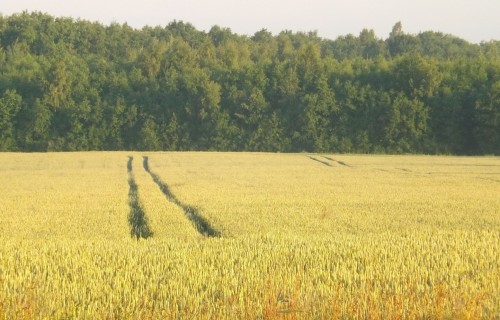 Zemkopības ministrijas skaidrojums lauksaimniekiem par jauno tiešo maksājumu piešķiršanas nosacījumiem 2023. gadā