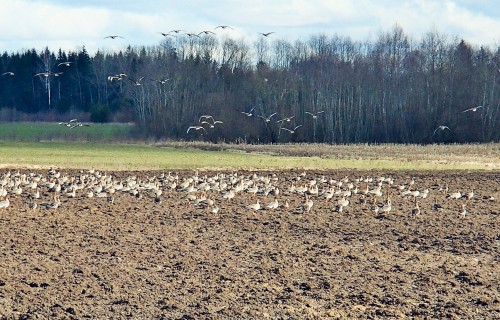 Kaitīgo organismu attīstības prognoze aprīlim