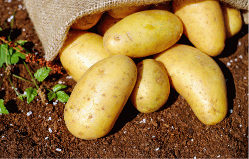 Saldo un sāļo toršu un kūku izstrādē izmantos kartupeļus