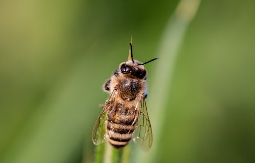 Atbalsta iespējas intervencē "Biškopības vienību apsaimniekošana apputeksnēšanas vajadzībām"