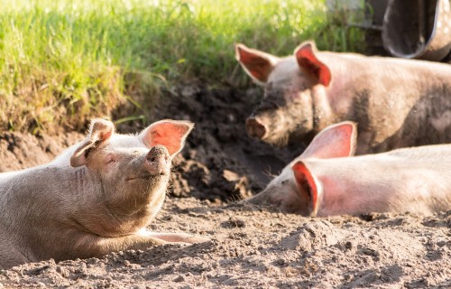 Cūkgaļas cena Latvijā martā bija vidēji par 39,1% augstāka nekā pirms gada