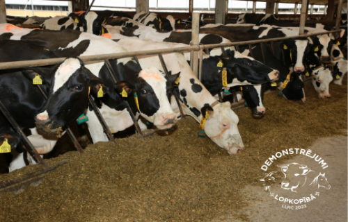 Rupjās lopbarības īpatsvara palielināšana barības devā slaucamajām govīm