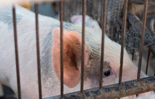 Precizēts tiesiskais regulējums dzīvnieku infekcijas slimības laikā radušos zaudējumu kompensācijas saņemšanai