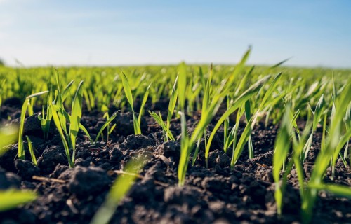 Kodnes kā labas agronomiskās prakses slimību ierobežošanā sastāvdaļa