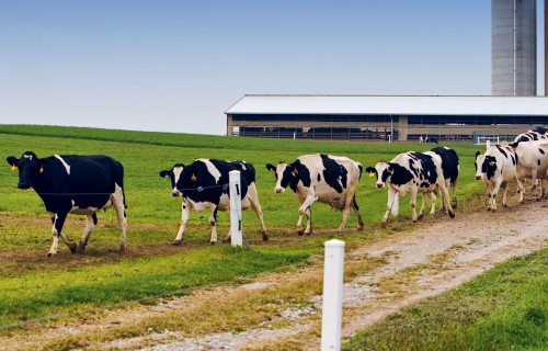 Piensaimniecības likteņgaitas Latvijā un pasaulē