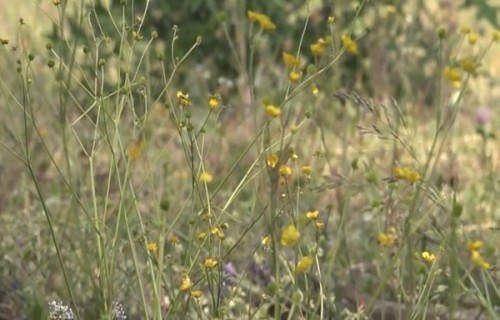 Šovasar jau uzziedējušas LVM atjaunotās parkveida pļavas "Ziemeļgaujā"