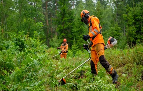 Izsludināts atklāts konkurss mežsaimniecisko darbu veikšanai 2024. un 2025. gadā