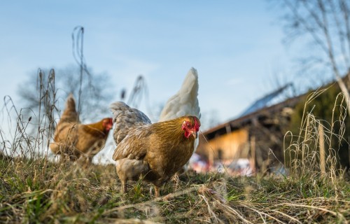 Saistībā ar putnu gripas izplatību putnkopji aicina iedzīvotājus ievērot biodrošības prasības