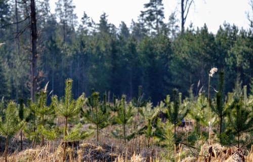 Zemkopības ministrija izsludina konkursu valsts atbalstam meža nozares attīstībai