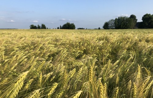 Pieteikšanās platību maksājumiem pagarināta līdz 31. augustam