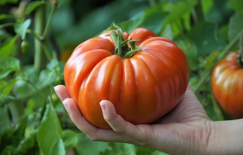 Brenguļos svētkos noskaidros smagāko tomātu