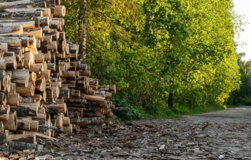 Apaļo kokmateriālu produktu cenu tendences