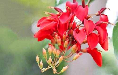 Sarkanā gaiļa sekste – telpaugs ar nereāla izskata ziediem