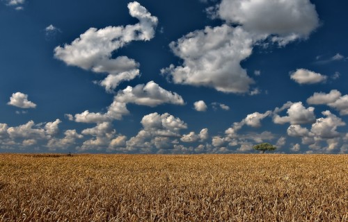 "Zemnieku saeima": Lielākā daļa Latvijas saimniecību ražu ir pilnībā nokūlušas