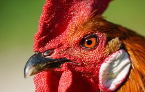 Samazinoties augsti patogēnās putnu gripas izplatībai, mājputnu turētājiem ir jāievēro biodrošības prasības