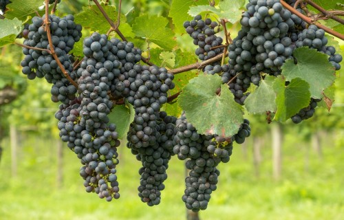 Vīnkopības nozare un pieprasījums pēc Latvijā darīta vīna turpina palielināties