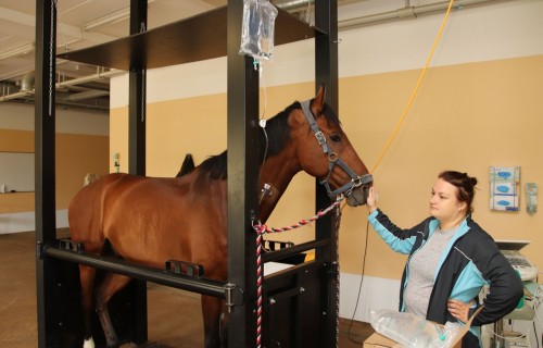 No 2024. gada 15. jūnija tiks piemērota jauna kvalifikācijas paaugstināšanas sistēma sertificētiem veterinārārstiem