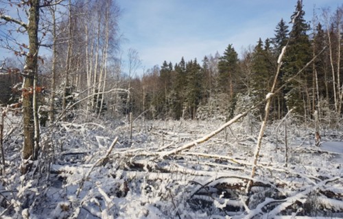 Ziemas darbi mežā