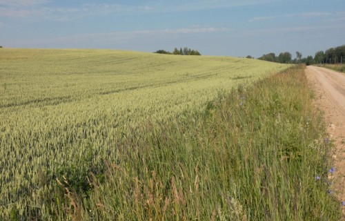 Iesniegums šāgada valsts atbalsta saņemšanai Lauku atbalsta dienestā jāiesniedz līdz 1. martam