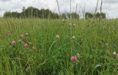 Kaļķošanas materiālu salīdzinājums tauriņziežu–stiebrzāļu zālājos