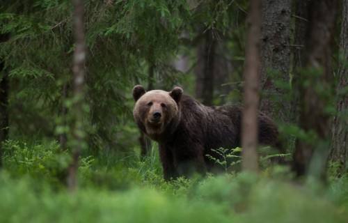 Mostas ne tikai bites – pamodušies arī lāči!