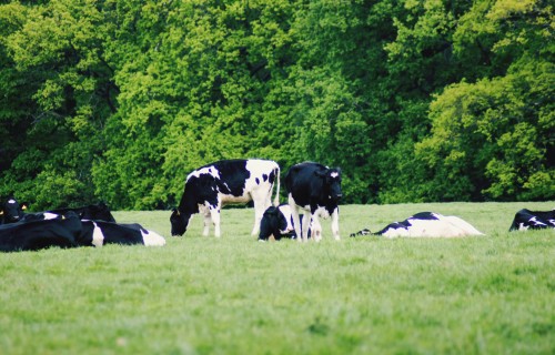 Piena liellopu/kazu pārraugiem par jaunām iespējām piena pārraudzības sistēmā CILDA