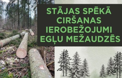 No 1.aprīļa stājās spēkā ciršanas ierobežojumi egļu mežaudzēs