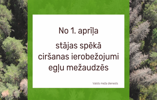 No 1. aprīļa stājas spēkā ciršanas ierobežojumi egļu mežaudzēs