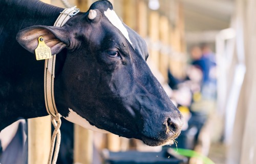 Govju virusālā diareja – pasaules mēroga izaicinājums piena lopkopībā