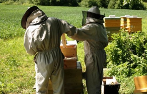 Bioloģiskā biškopība arī tālmācībā
