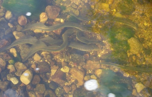 Piešķirs atbalstu par ražošanu un tirdzniecību zivsaimniekiem, kuri iesaistās pārtikas kvalitātes shēmās