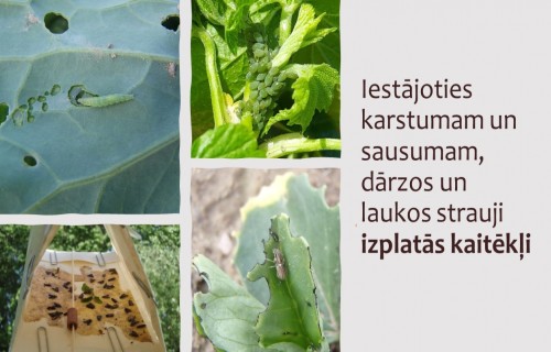 Iestājoties karstumam un sausumam, dārzos un laukos strauji izplatās augu kaitēkļi