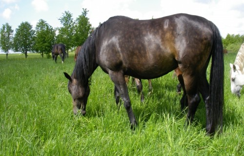 Jauna kārtība dzīvnieku un to izcelsmes produktu veterināro (veselības) sertifikātu izsniegšanai