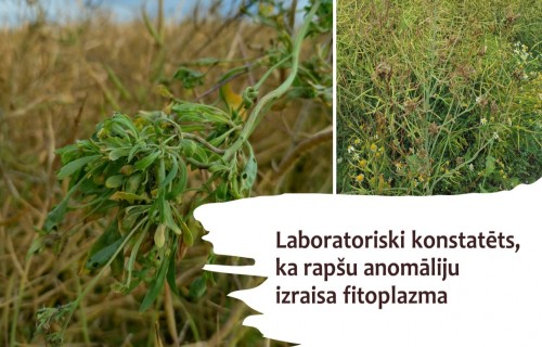 Rapšos konstatēta fitoplazma