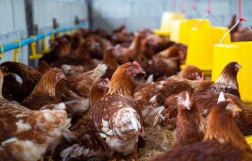 Mācības par salmonelozes paškontroles pasākumiem mājputniem