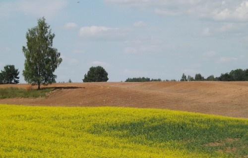 Armands Krauze: valsts kopējā atbalsta palielināšana LIZ iegādei līdz 150 miljoniem eiro lauksaimniekiem ir ļoti nozīmīga