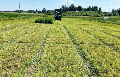 Lucernas maisījumu izmēģinājumi